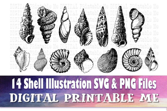 Download Sea Shell Line Art, Drawing Beach - Premium Resources