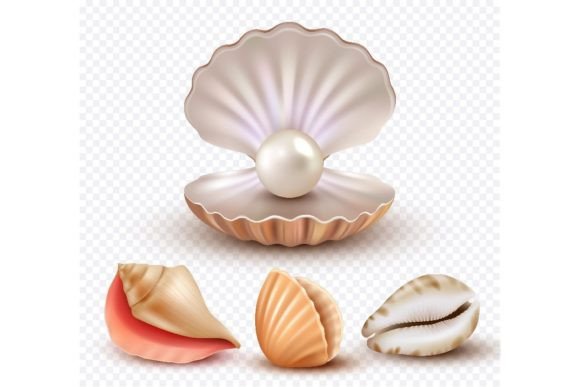 Download Realistic Seashells. Mollusk Shells - Mollusk Collection